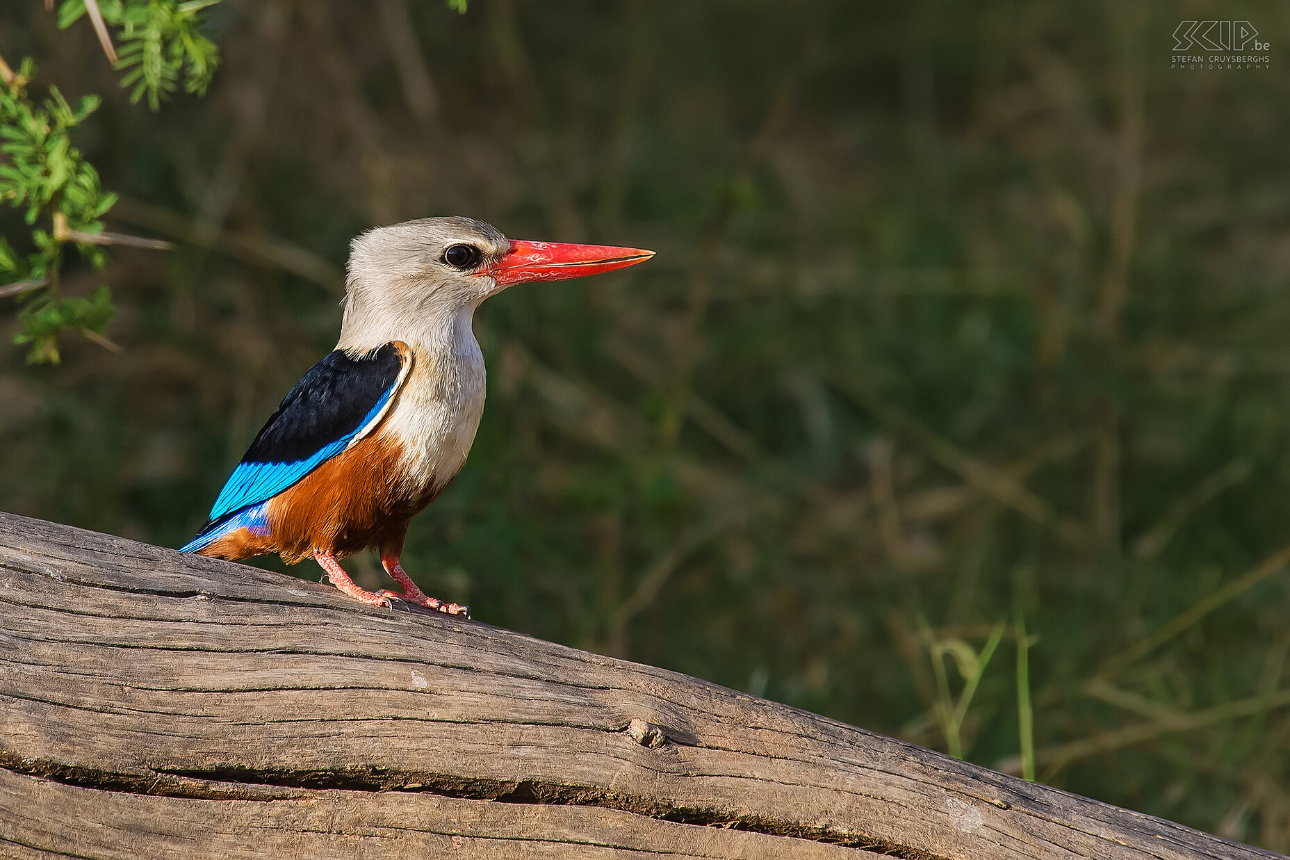 Samburu - Woodland kingfisher The woodland kingfisher  (Halcyon senegalensis) is a medium-sized kingfisher which often lives solitary. Although it is a 'kingfisher' it prefers drier habitats with trees, especially acacias. Stefan Cruysberghs